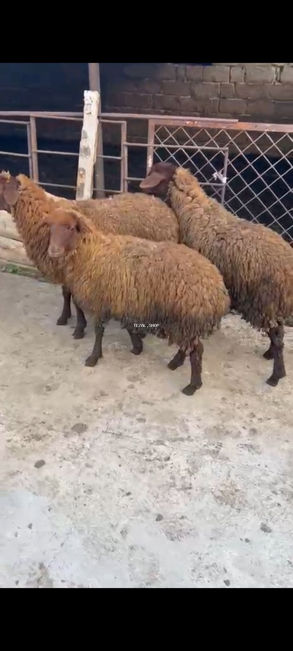Diri cekisi 10aznden