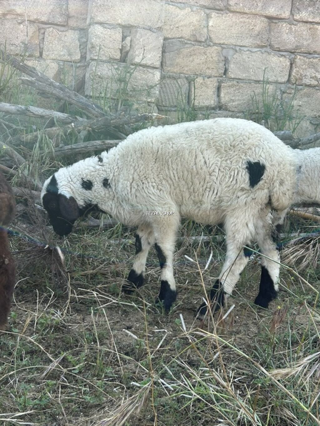 Quzu satilir her biri ferqli qiymetdi - şəkil 4
