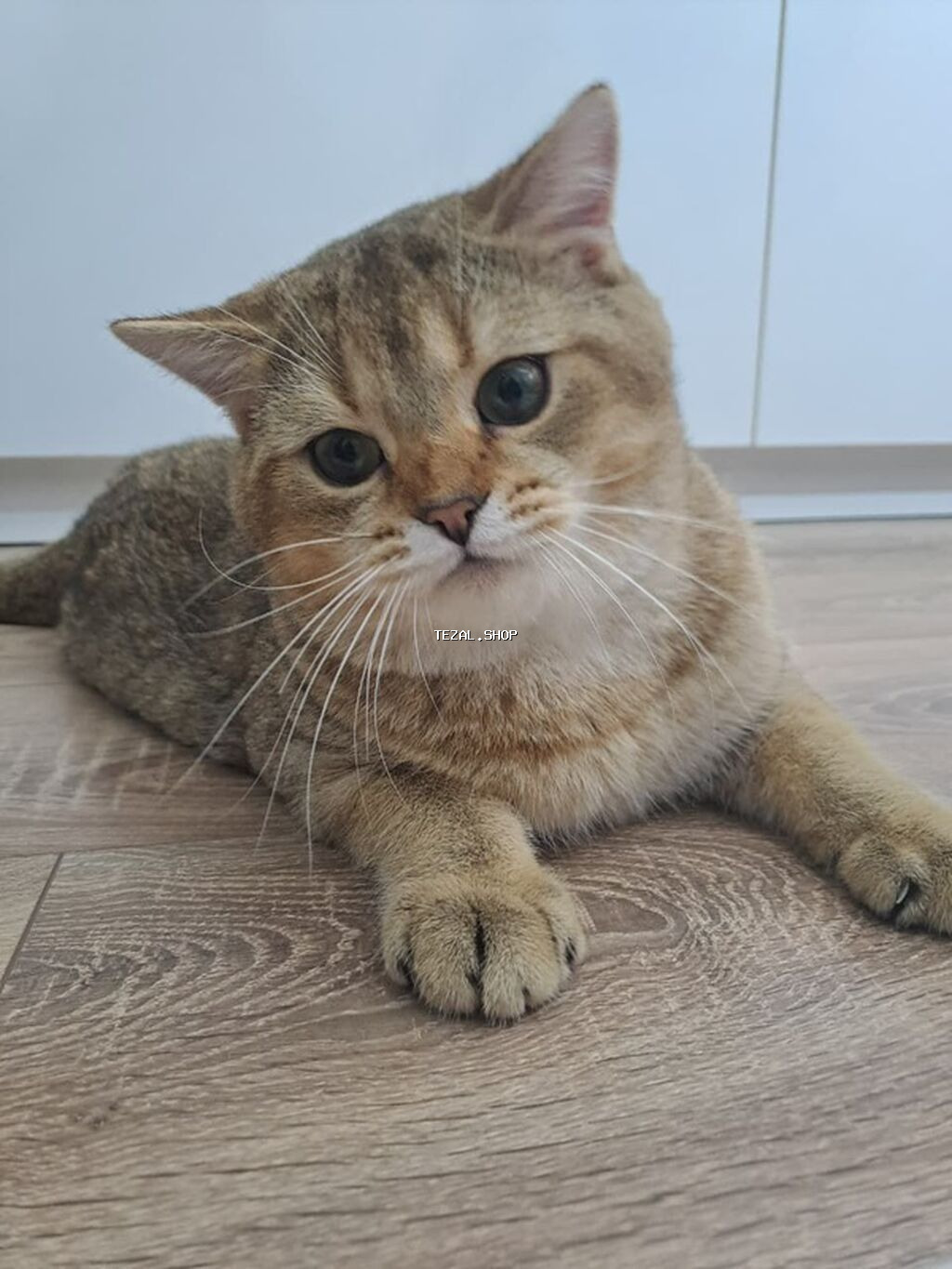 Qızıl şinşilla, Erkək, Cütləşmə üçün