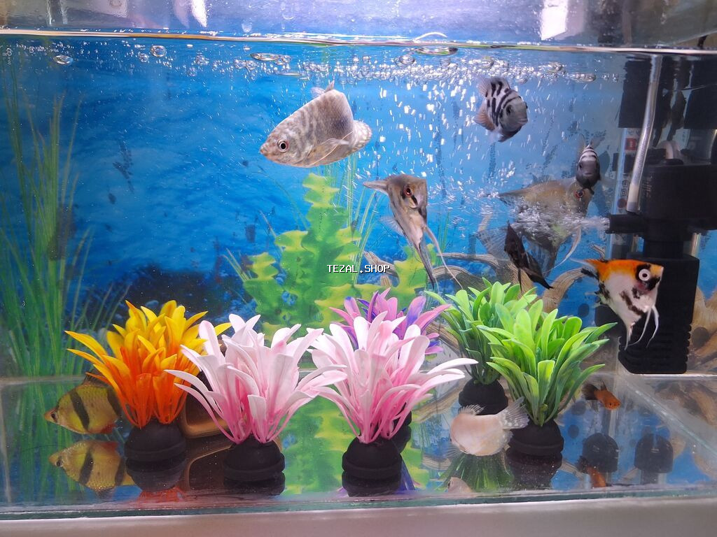 2 Akvarium Baliqlar hamsi birlikde 100 Manata satilir 051 920 19 91