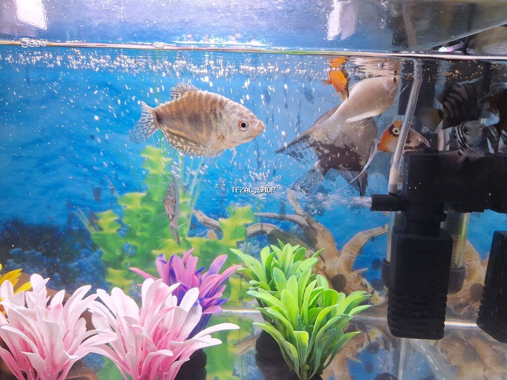 2 Akvarium Baliqlar hamsi birlikde 100 Manata satilir 051 920 19 91 - şəkil 2