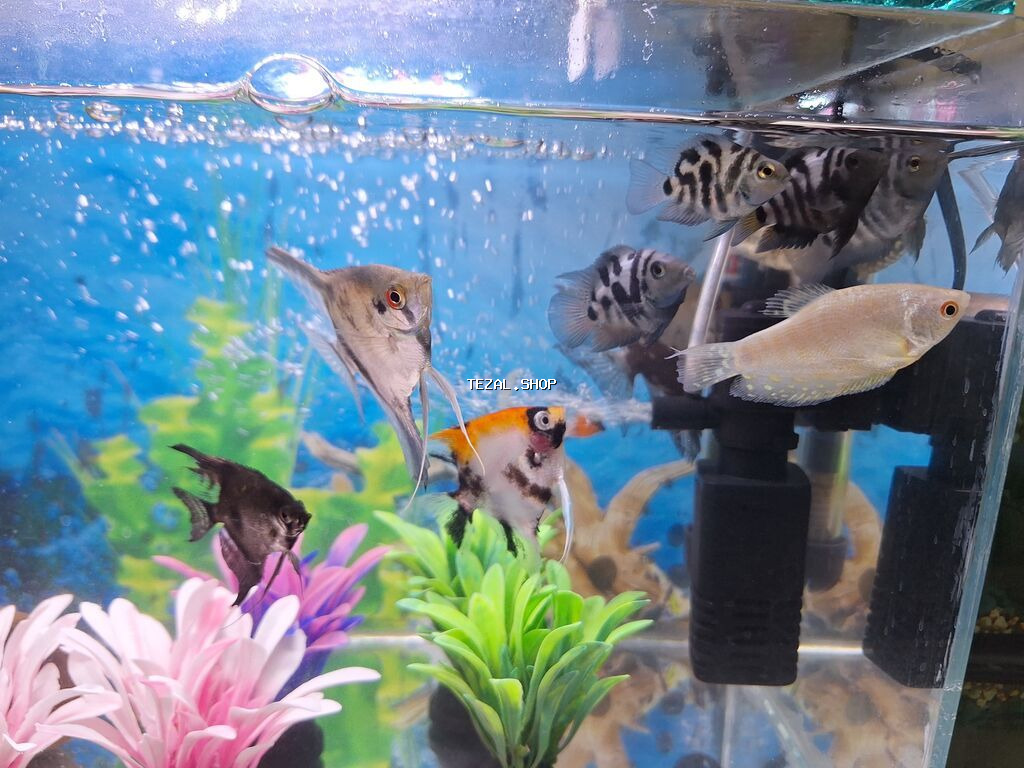 2 Akvarium Baliqlar hamsi birlikde 100 Manata satilir 051 920 19 91 - şəkil 3