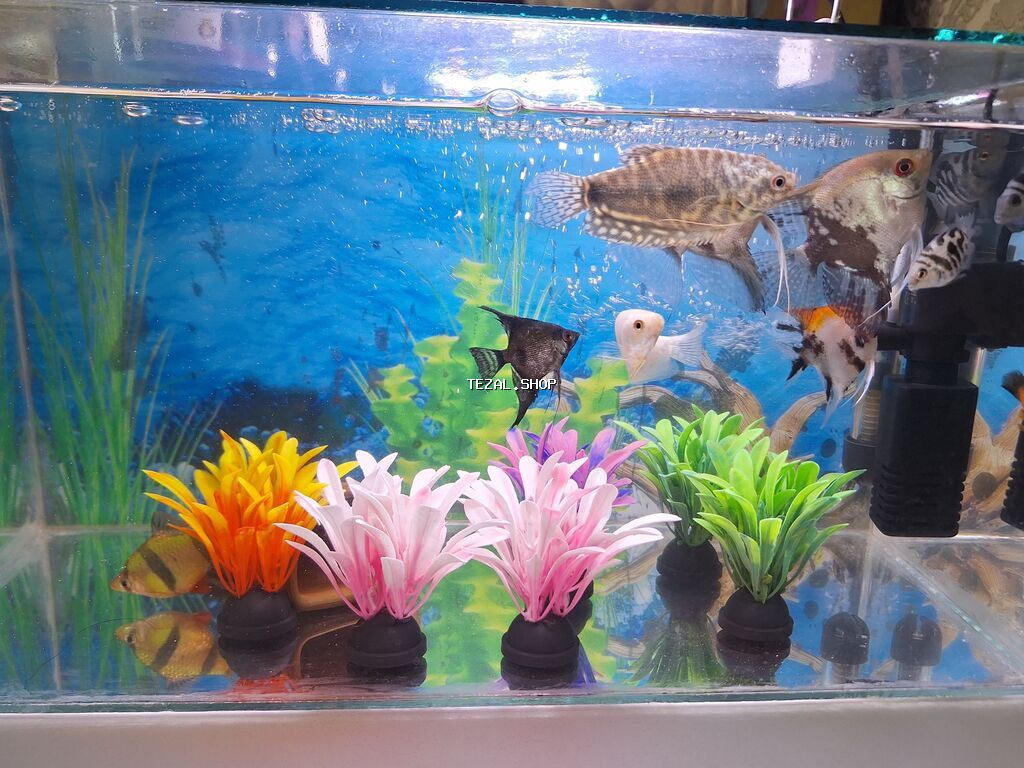 2 Akvarium Baliqlar hamsi birlikde 100 Manata satilir 051 920 19 91 - şəkil 4