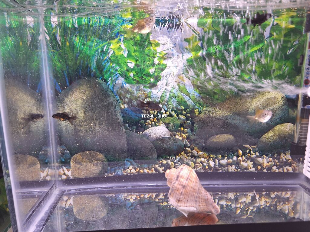 2 Akvarium Baliqlar hamsi birlikde 100 Manata satilir 051 920 19 91 - şəkil 5