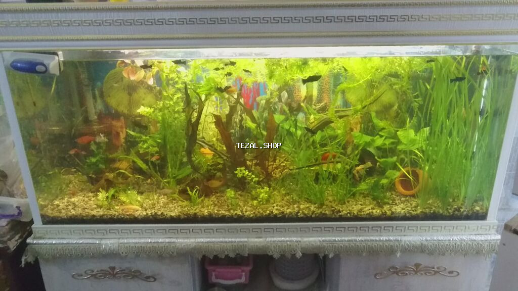 Akvarium-şkaf, Balıqlarla birlikdə, 227 l