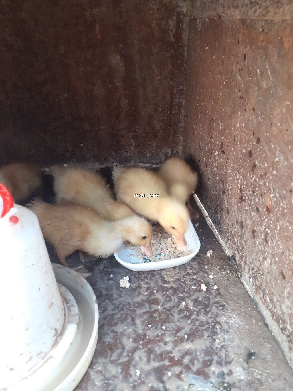 3 dene ordey altinda cixib bir ededi 3 azn unvan bileceri icinde