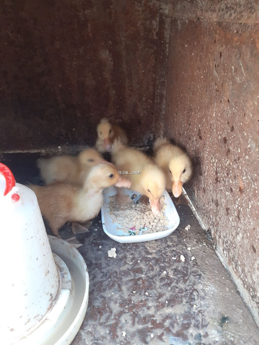3 dene ordey altinda cixib bir ededi 3 azn unvan bileceri icinde - şəkil 2