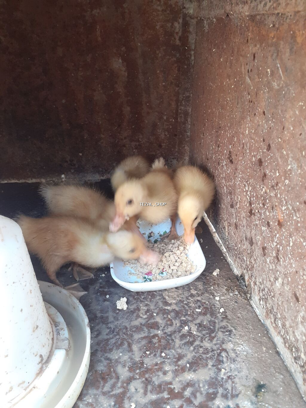 3 dene ordey altinda cixib bir ededi 3 azn unvan bileceri icinde - şəkil 3