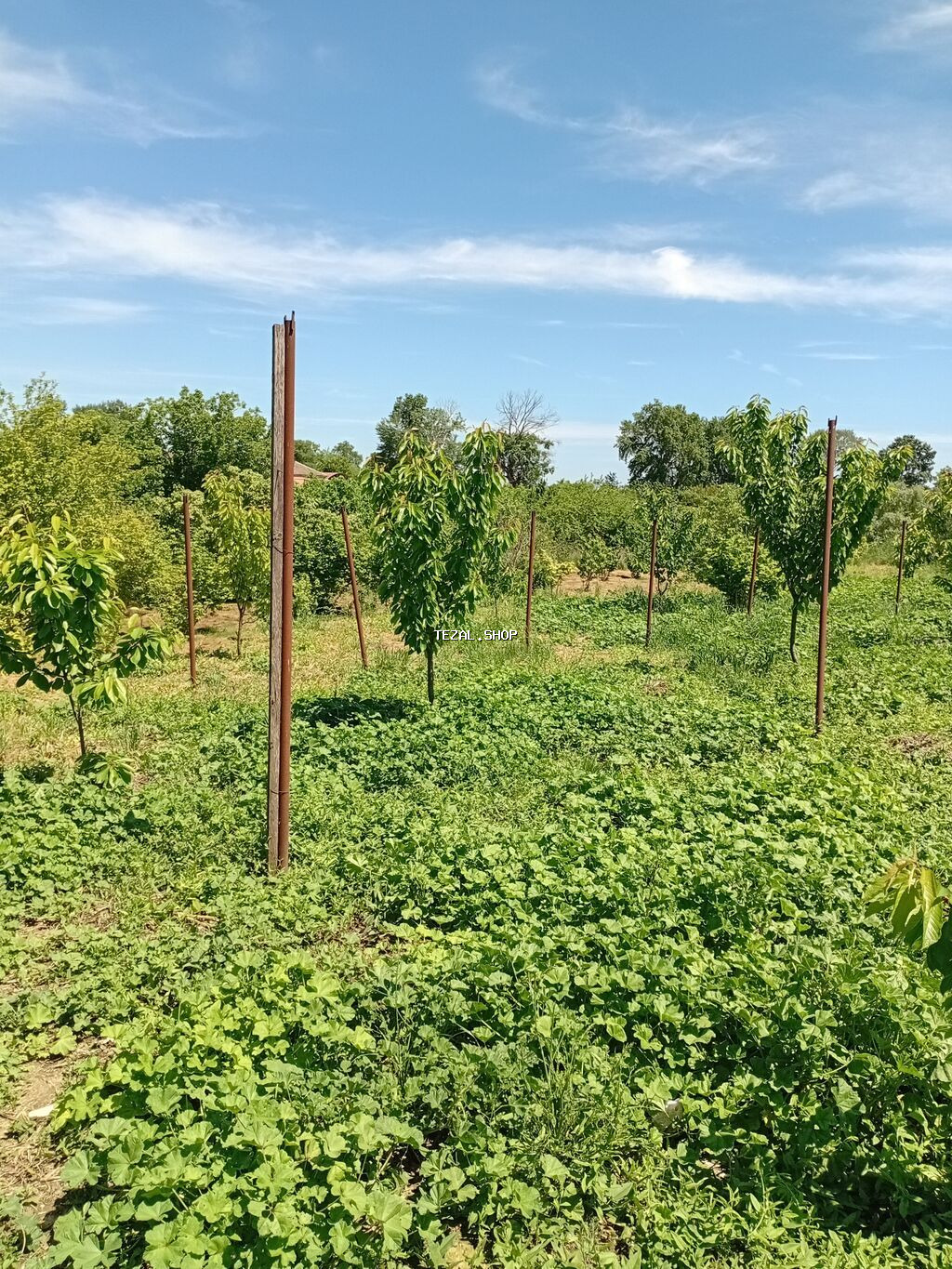 4 otaqlı, 7 kv. m, Kredit yoxdur, Orta təmir - şəkil 5