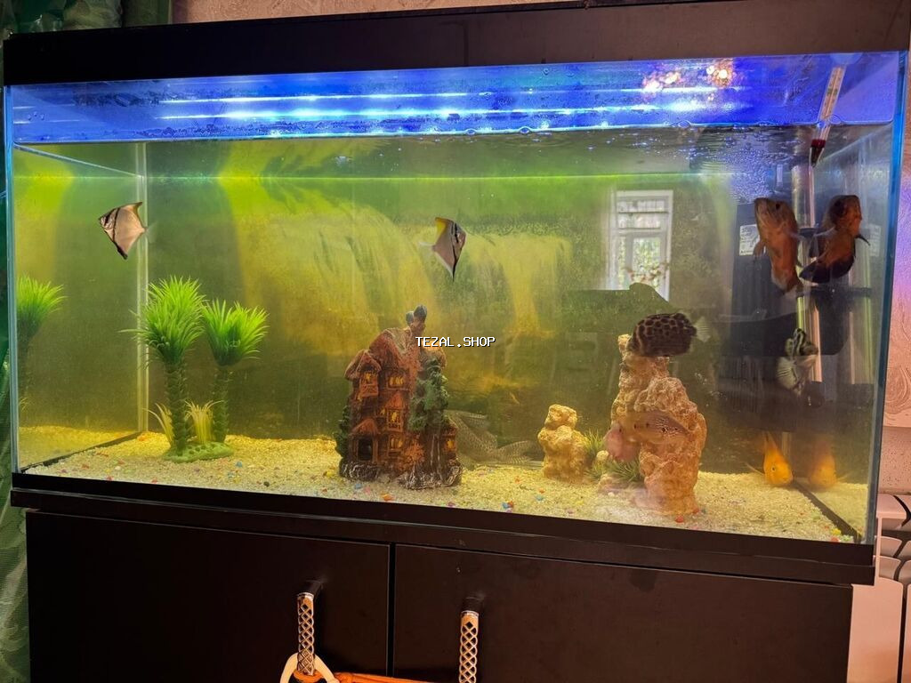 Akvarium satılır şəkildə göründüyü kimidir içində 1tek balıq yoxdu