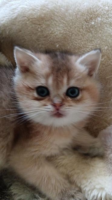 Britan, Erkək, Ünvandan götürmə - şəkil 5