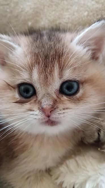 Britan, Erkək, Ünvandan götürmə - şəkil 2