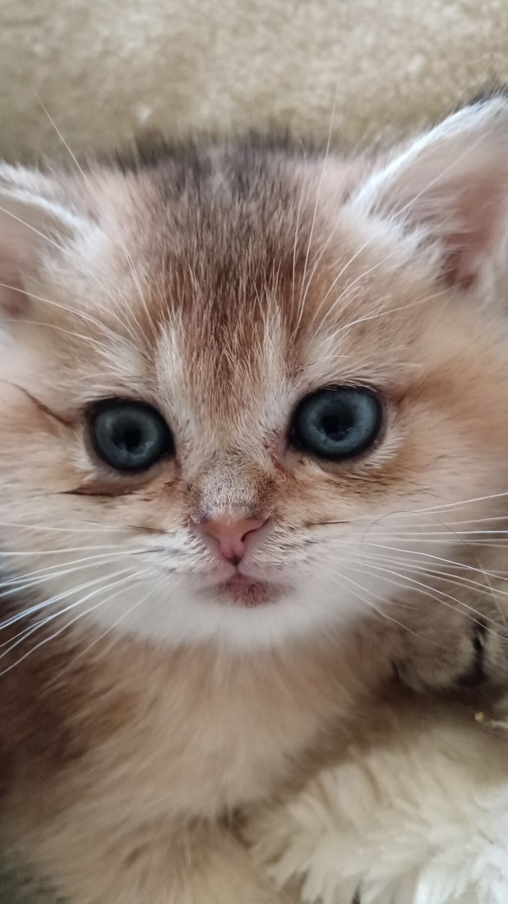 Britan, Erkək, Ünvandan götürmə