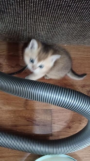 Britan, Erkək, Ünvandan götürmə - şəkil 4