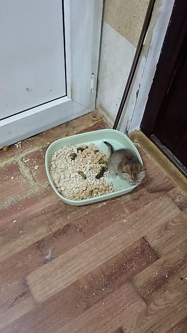 Britan, Erkək, Ünvandan götürmə - şəkil 3