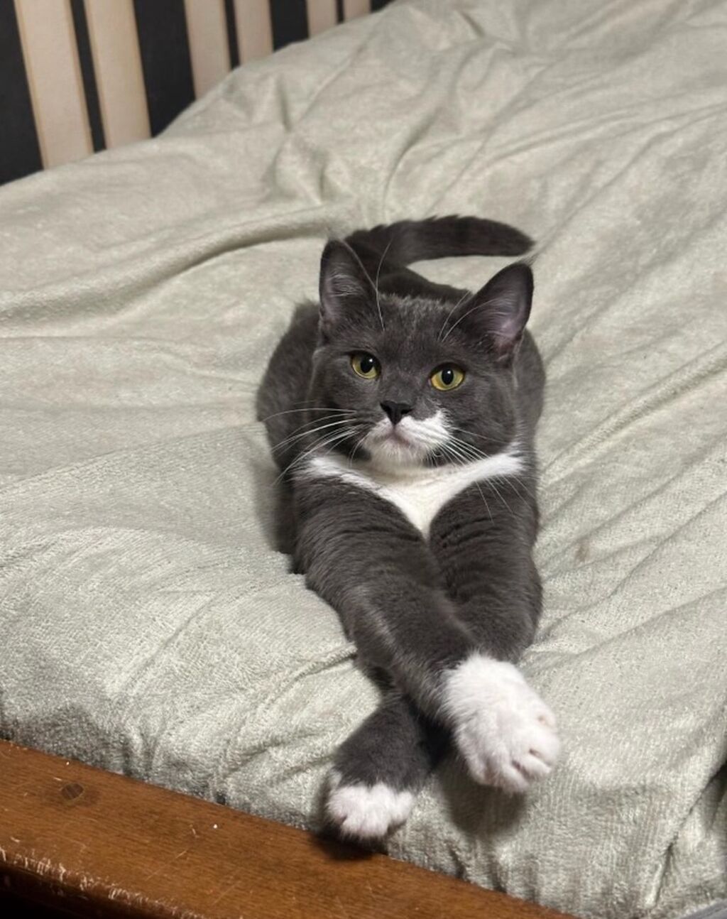 AXTARILIR Boz-ağ rəngli, qısa tüklü, zərif “smokin” naxışlı ev