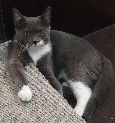 AXTARILIR Boz-ağ rəngli, qısa tüklü, zərif “smokin” naxışlı ev - şəkil 3