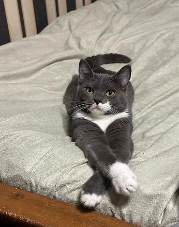 AXTARILIR Boz-ağ rəngli, qısa tüklü, zərif “smokin” naxışlı ev - şəkil 2