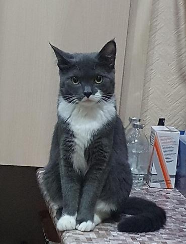 AXTARILIR Boz-ağ rəngli, qısa tüklü, zərif “smokin” naxışlı ev - şəkil 4