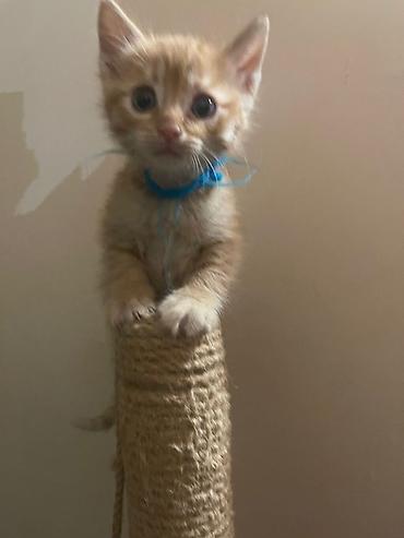 Tabbi, Yaxşı əllərə - şəkil 2