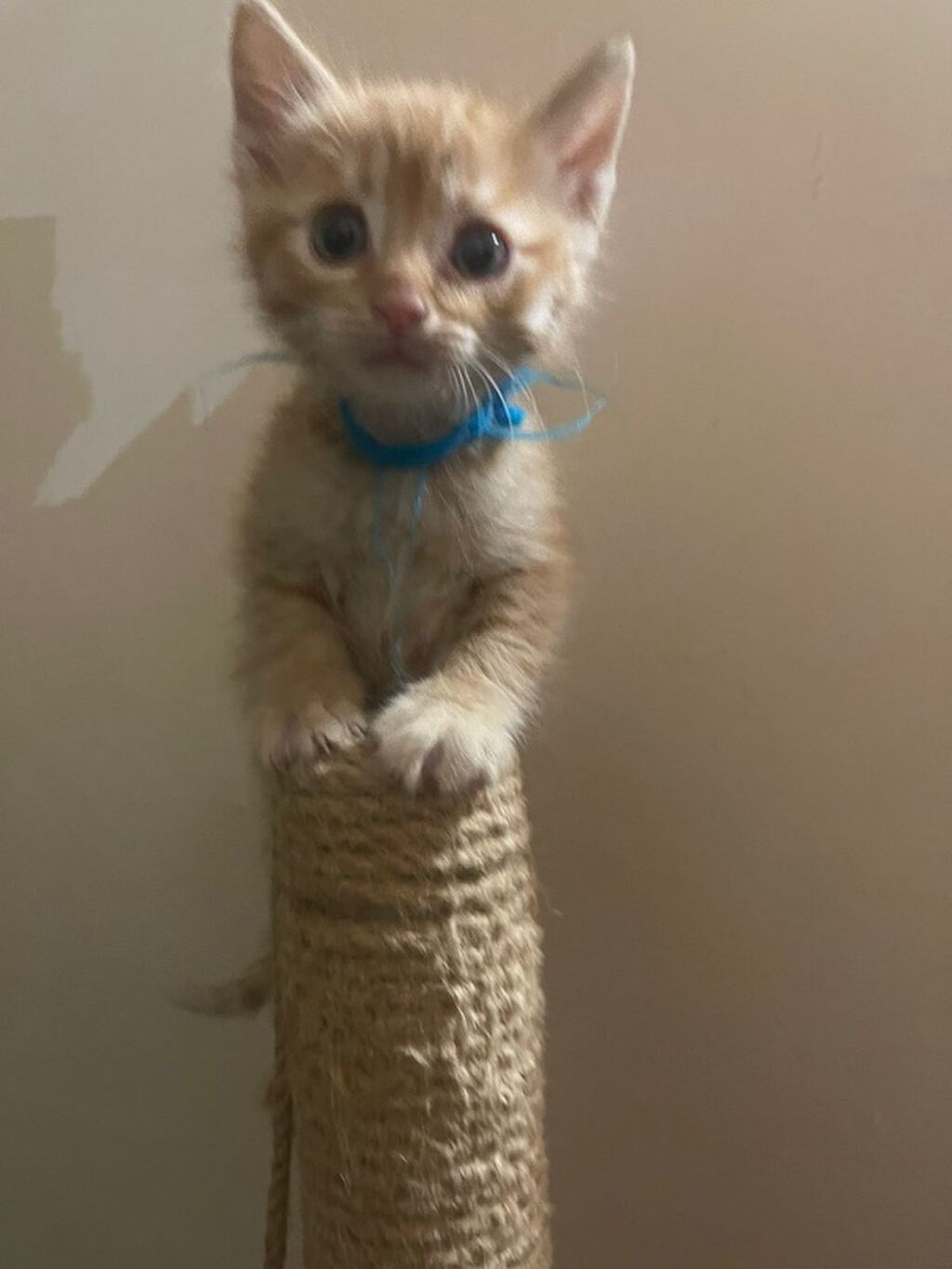 Tabbi, Yaxşı əllərə