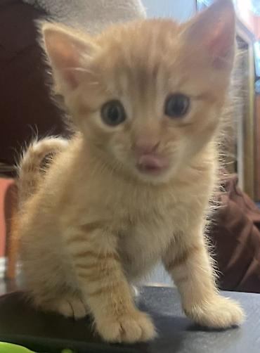 Tabbi, Yaxşı əllərə - şəkil 3