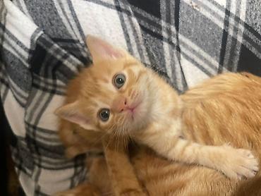 Tabbi, Yaxşı əllərə - şəkil 4