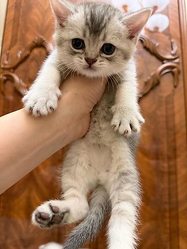 Tabbi, Erkək, Yaxşı əllərə, Ünvandan götürmə - şəkil 4