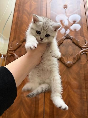 Tabbi, Erkək, Yaxşı əllərə, Ünvandan götürmə - şəkil 3