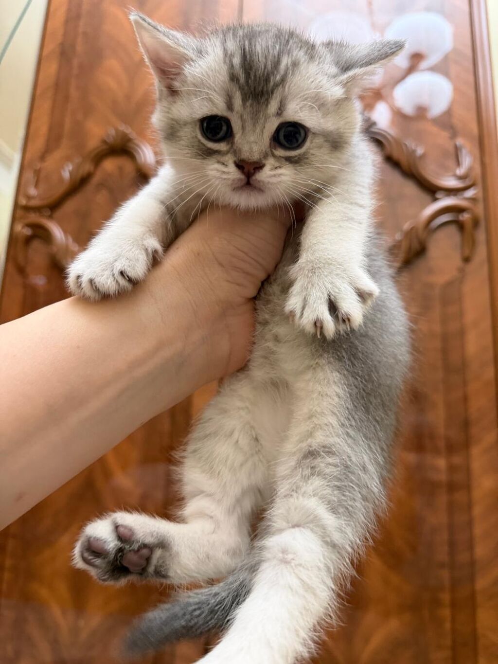 Tabbi, Erkək, Yaxşı əllərə, Ünvandan götürmə