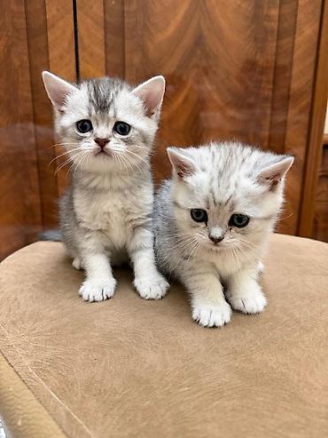 Tabbi, Erkək, Yaxşı əllərə, Ünvandan götürmə - şəkil 2