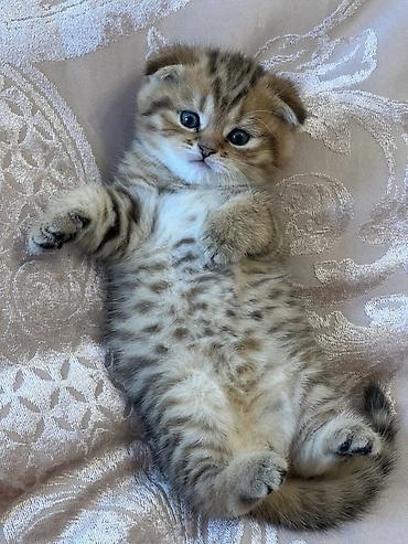 Şotland yastı qulaq, Erkək, Ünvandan götürmə - şəkil 3