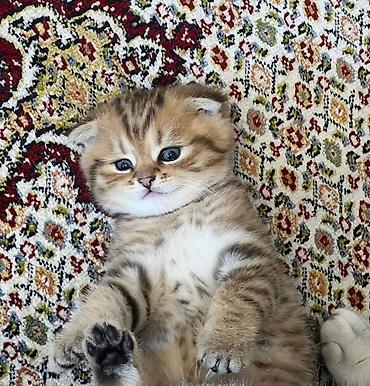 Şotland yastı qulaq, Erkək, Ünvandan götürmə - şəkil 5