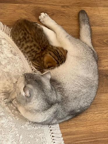 Şotland yastı qulaq, Erkək, Ünvandan götürmə - şəkil 4