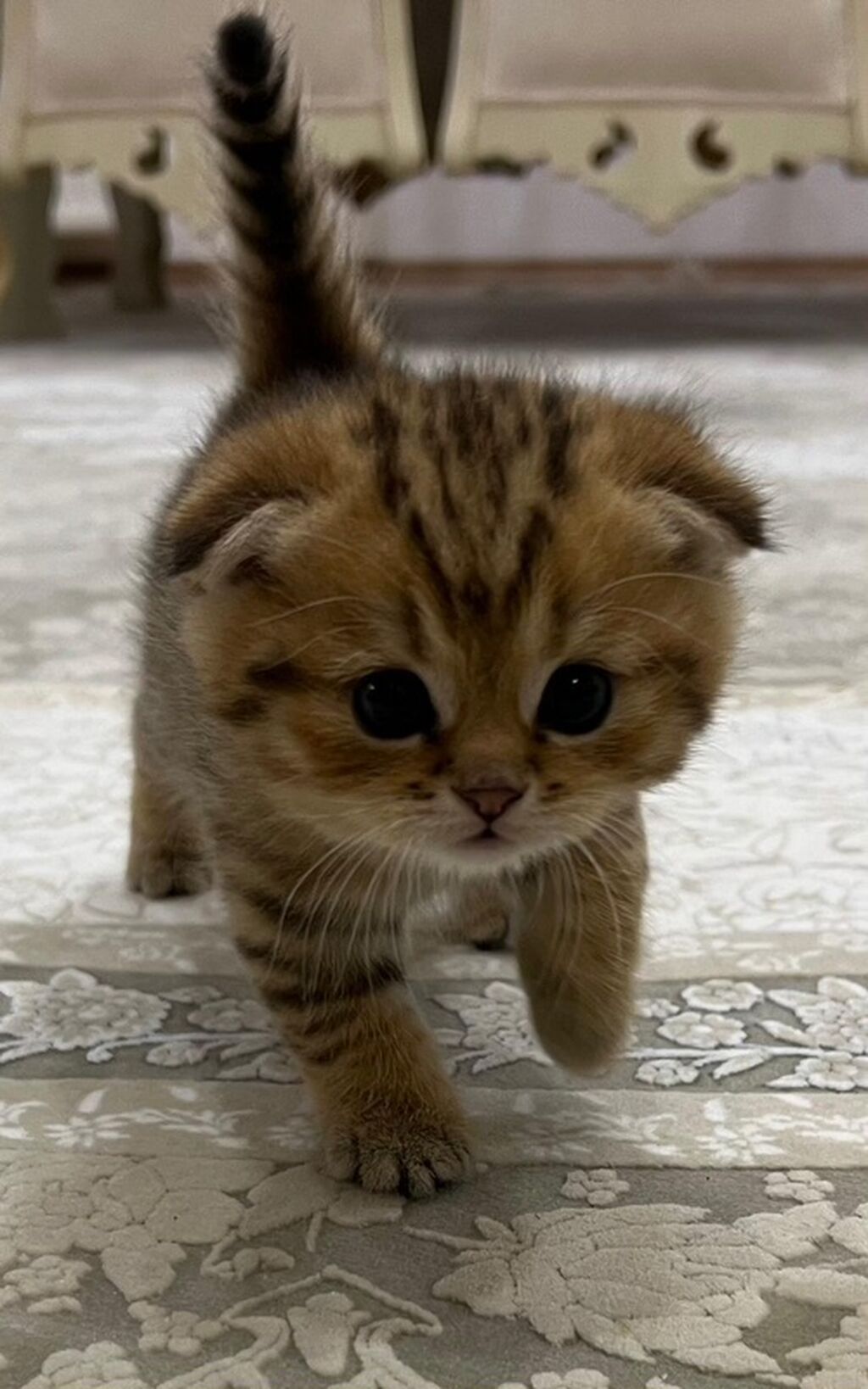 Şotland yastı qulaq, Erkək, Ünvandan götürmə