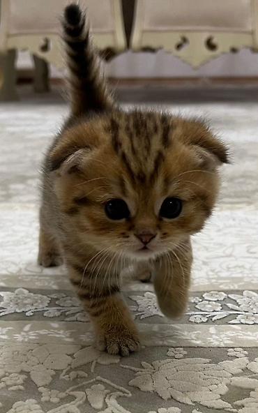 Şotland yastı qulaq, Erkək, Ünvandan götürmə - şəkil 2