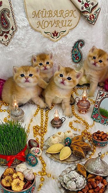 Novruz temalı peşəkar pişik balası fotosessiyası whats ap ile elaqe - şəkil 2