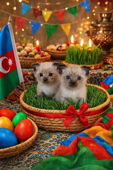 Novruz temalı peşəkar pişik balası fotosessiyası whats ap ile elaqe - şəkil 3