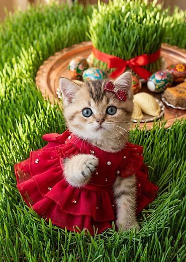 Novruz temalı peşəkar pişik balası fotosessiyası whats ap ile elaqe - şəkil 4