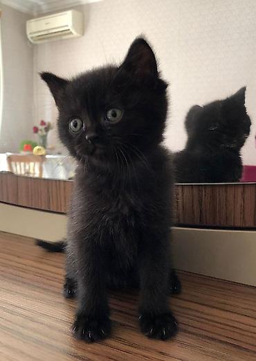 Erkək, Yaxşı əllərə - şəkil 2