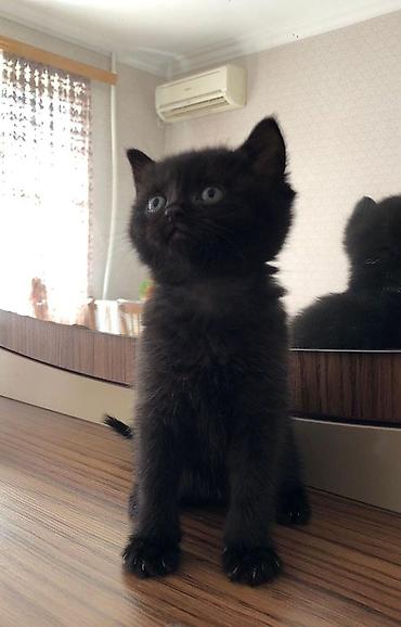 Erkək, Yaxşı əllərə - şəkil 3