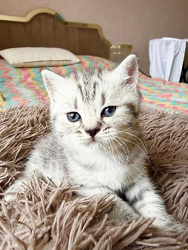 Tabbi, Pulsuz çatdırılma - şəkil 2