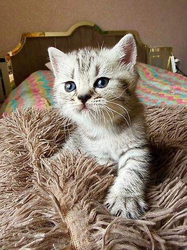 Tabbi, Pulsuz çatdırılma - şəkil 4