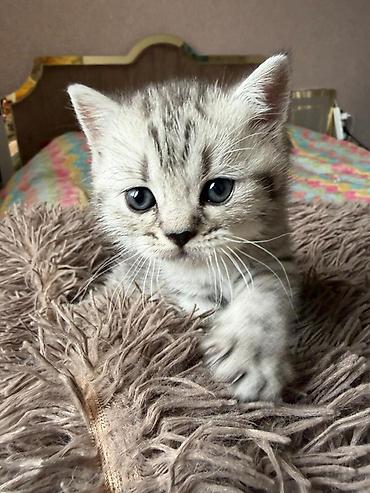 Tabbi, Pulsuz çatdırılma - şəkil 3