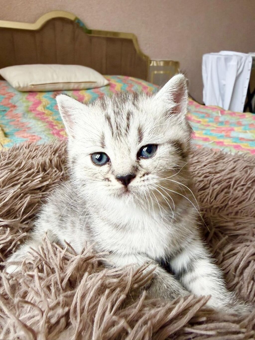 Tabbi, Pulsuz çatdırılma