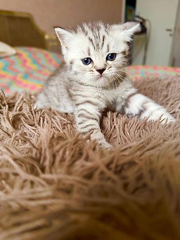 Tabbi, Pulsuz çatdırılma - şəkil 5