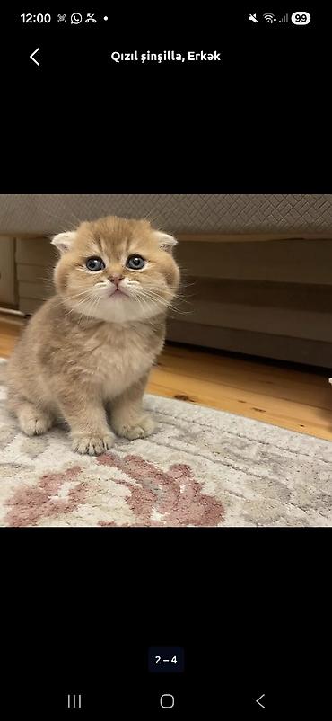 150 ile 800 arasi cins saf qan saqlam pisiklerimiz var sekilde olmayan - şəkil 2