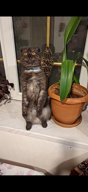 150 ile 800 arasi cins saf qan saqlam pisiklerimiz var sekilde olmayan - şəkil 4