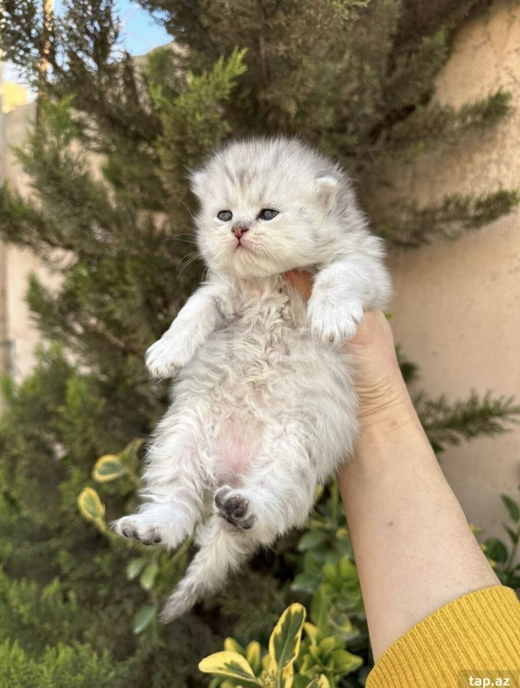 150 ile 800 arasi cins saf qan saqlam pisiklerimiz var sekilde olmayan