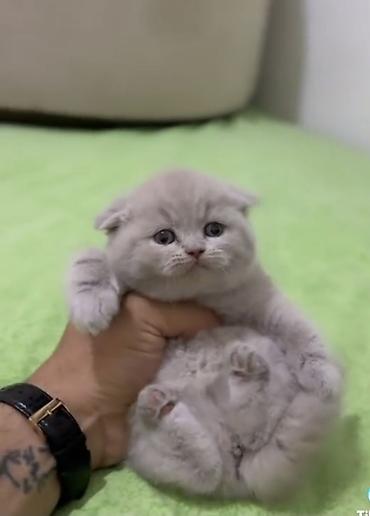 150 ile 800 arasi cins saf qan saqlam pisiklerimiz var sekilde olmayan - şəkil 5